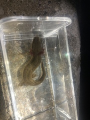 Necturus maculosus