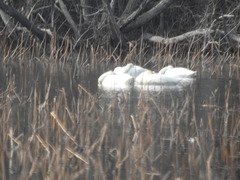 Cygnus columbianus