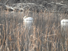 Cygnus columbianus