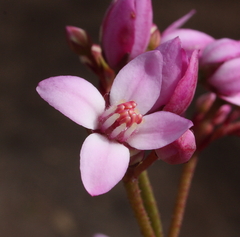Boronia dichotoma