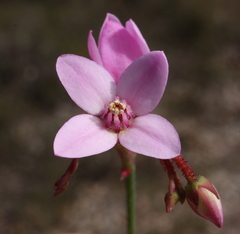 Boronia dichotoma
