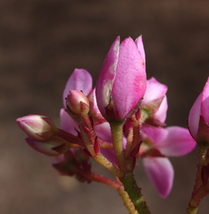 Boronia dichotoma
