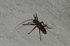 Monochamus marmorator