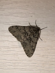 Phigalia denticulata