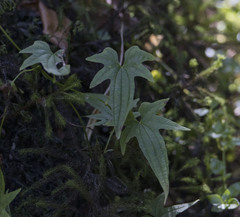 Dioscorea brachybotrya