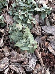 Pycnanthemum incanum