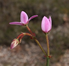 Boronia dichotoma