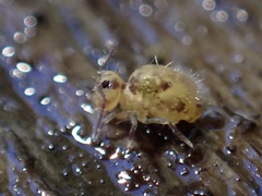 Dicyrtomidae