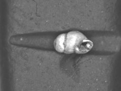 Charpentieria