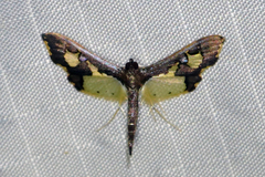 Gonocausta zephyralis