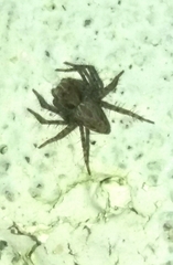 Oxyopes heterophthalmus
