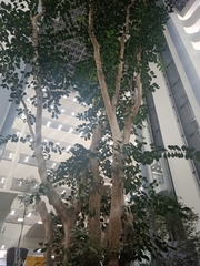 Angiospermae