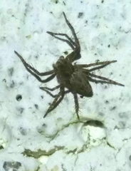 Oxyopes heterophthalmus