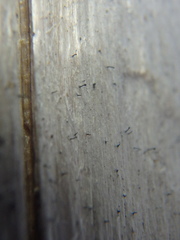 Mycocalicium subtile