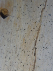 Mycocalicium subtile