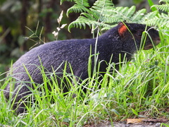 Dasyprocta fuliginosa