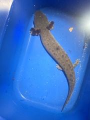 Necturus maculosus