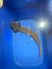 Necturus maculosus