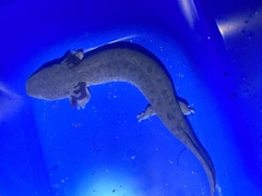 Necturus maculosus