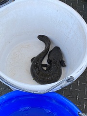 Necturus maculosus