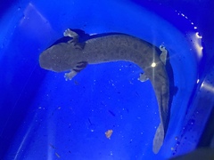 Necturus maculosus