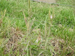 Oxypetalum solanoides