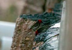 Myzomela erythrocephala