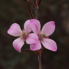 Boronia crenulata