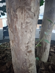 Angiospermae