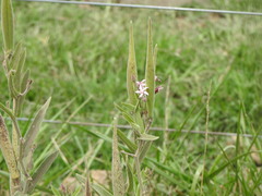 Oxypetalum solanoides