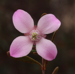 Boronia crenulata