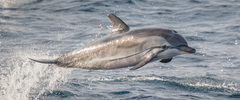 Stenella coeruleoalba