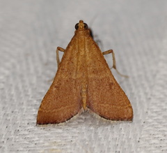 Endotricha pyrosalis