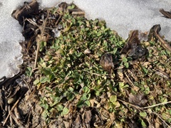 Medicago lupulina