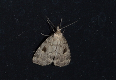 Parahypenodes quadralis