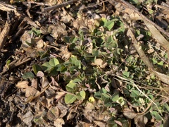 Medicago lupulina
