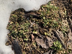 Medicago lupulina