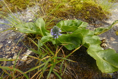 Lagotis glauca