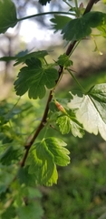 Ribes californicum