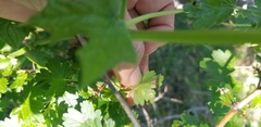 Ribes californicum