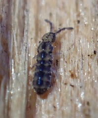 Isotomurus