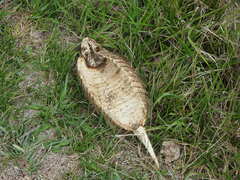 Chaetophractus villosus