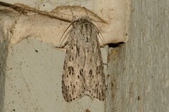 Acronicta longa