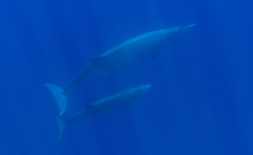 North Atlantic Beaked Whale