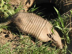 Chaetophractus villosus