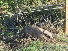 Chaetophractus villosus