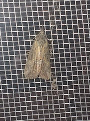 Hypena scabra