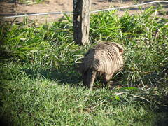 Chaetophractus villosus
