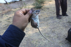 Peromyscus gratus zapotecae