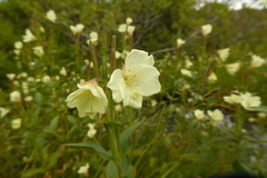 Epilobium luteum
